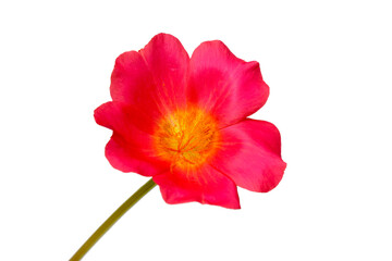 Pink Flower, Moss rose purslane flower isolated on white background