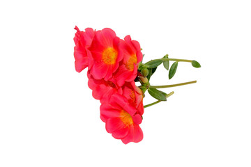 Pink Flower, Moss rose purslane flower isolated on white background