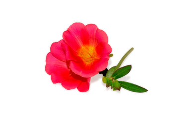 Fototapeta premium Pink Flower, Moss rose purslane flower isolated on white background