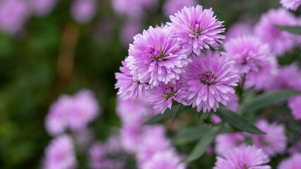 淡い紫、秋の花の名は…