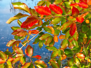 Colours of autumn fall - beautiful black Tupelo tree in front of blue sky