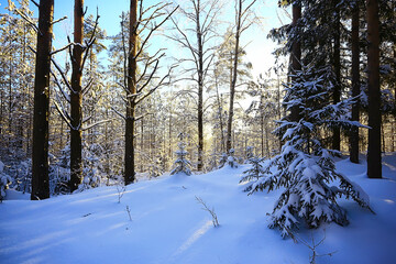 winter fir trees in the forest landscape with snow covered in december