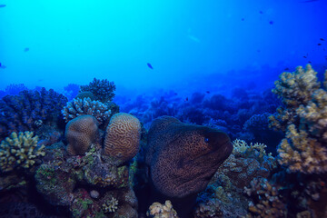 moray eel under water, nature photo wild snake predator marine in the ocean