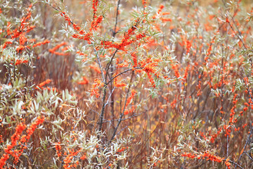 sea buckthorn ripe berries on bushes, medicine vitamin c antioxidant nutrition