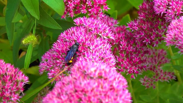 Wasp (Scolia hirta) collects nectar from blooming flowers