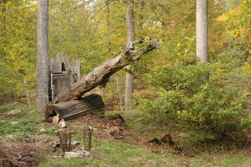 Todholz im Wald von Mainstockheim