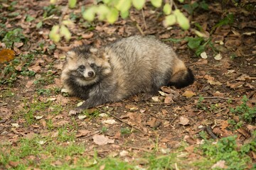 Waschbär im Tierpark