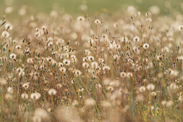 Field with dried out summer flowers at the end of summer