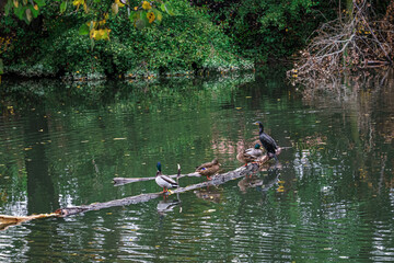 Ducks and cormorants in the Carrion River of Parque Sotillo and Huerta del Obispo in Palencia. Spain