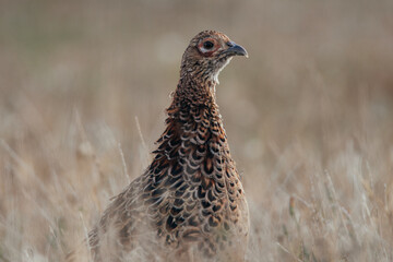 Close up of a wild Pheasant during the day somewhere in nature, female animal, Ameland, The Netherlands