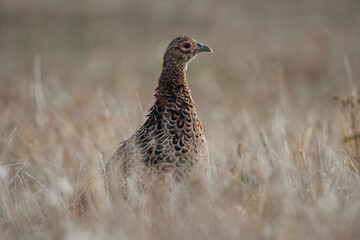 Close up of a wild Pheasant during the day somewhere in nature, female animal, Ameland, The Netherlands