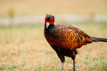 Close up of a wild Pheasant during the day somewhere in nature, male animal, Ameland, The Netherlands