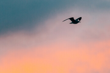 Fototapeta na wymiar seagull in the beautiful evening sky in summer