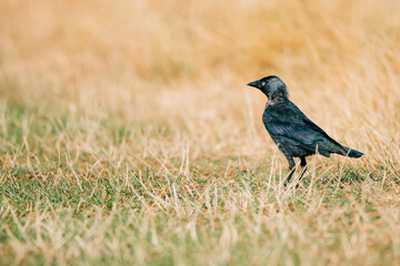 a Jackdaw in the field in summer. Ameland, The Netherlands