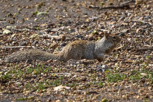 A Gray-brown Ground Squirrel on the ground in Grand Canyon National Park, Arizona
