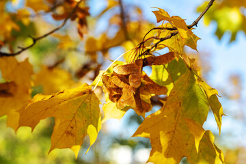 Maple branches with yellow leaves in the autumn park