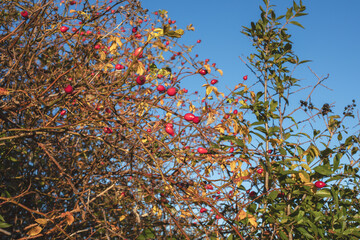 Rosehip on a bush in autumn season.