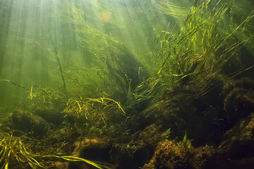 green algae underwater in the river landscape riverscape, ecology nature