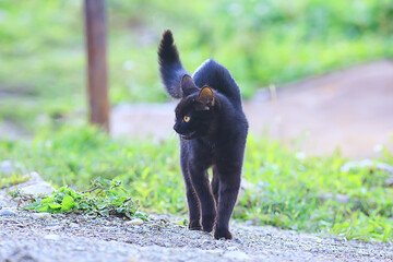 cat pet animal angry domestic