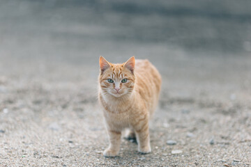 cat on the beach