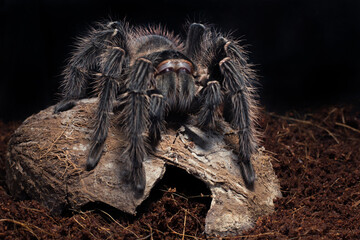 spider on the ground