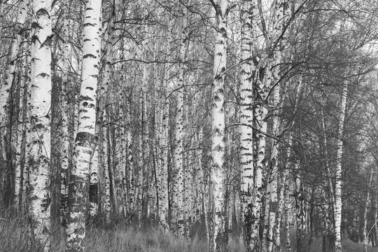 Beautiful birch trees in autumn © yarbeer