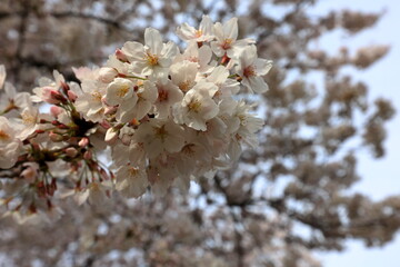 大阪城　大阪　日本