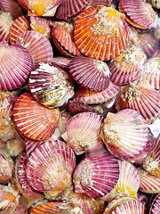 Fresh scallops at the Korean fish market