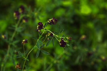 Tall grass isolated
