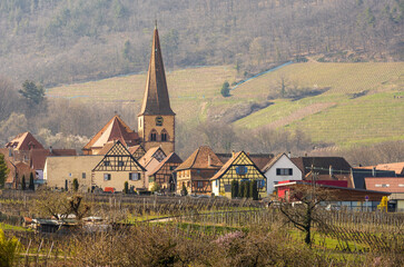 Fototapeta na wymiar Niedermorschwihr, le clocher vrillé de l'église Saint-Gall et son vignoble, Alsace, France, Europe