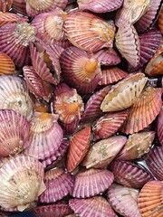 Fresh scallops at the Korean fish market
