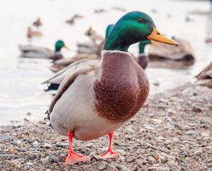 Male of mallard on the riverbank. Close-up, selective focus.