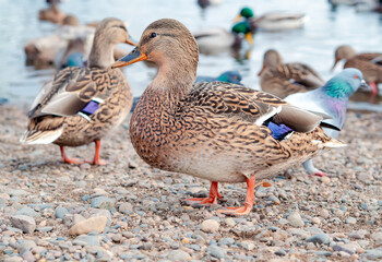Female of mallard on the riverbank. Close-up, selective focus.