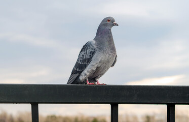 Gray rock dove is sitting on the steel railing against cloudy sky.