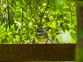 Wagtail Peering Over Fence
