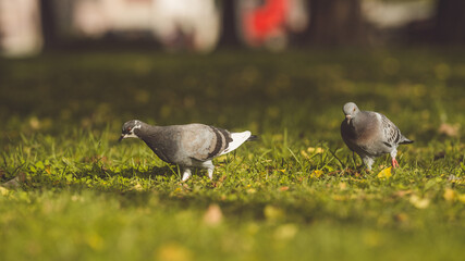 Obraz premium Pidgeons in nature isolated