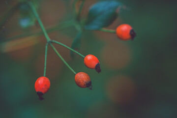 Close-up of red berries