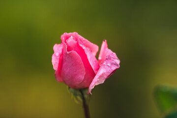 Close-up of rain drops on a rose isolated