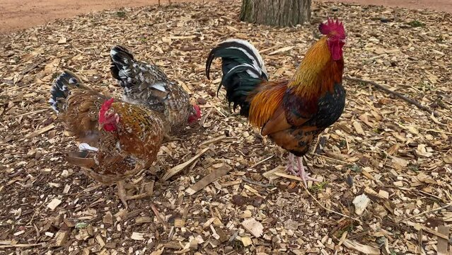 The Cochin large domestic chicken on the farm in South Africa. It derives from large feather-legged chickens brought from China to Europe and North America in the 1840s and 1850s.