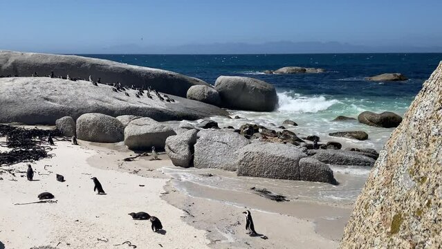 African Penguins on Boulders Beach, Cape Town, South Africa