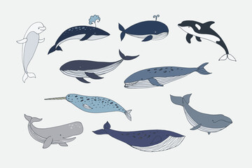 Obraz premium Whale sea animal vector illustrations set.