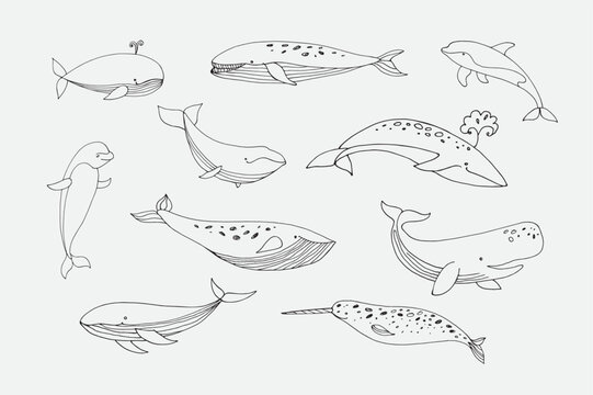 Whale sea animal vector line illustrations set.