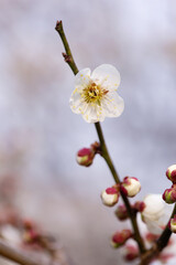 ほころぶ梅花