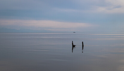 Cormorant on the Black Sea, Poti, Georgia.