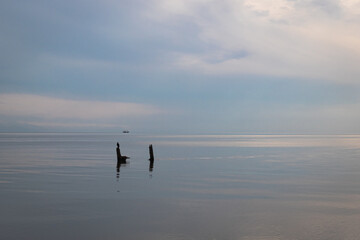 Fototapeta na wymiar Cormorant on the Black Sea, Poti, Georgia.