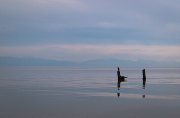 Cormorant on the Black Sea, Poti, Georgia.