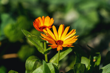 Calendula officinalis flowers on a flowerbed or lawn in an autumn park closeup