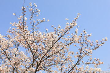 京都・哲学の道の桜