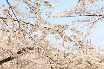 京都・哲学の道の桜