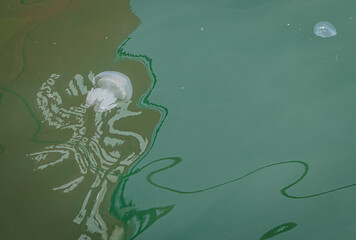 White jellyfish in the Black Sea, Batumi, Georgia.